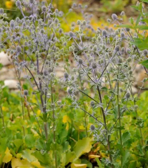 Blue Glitter Sea Holly