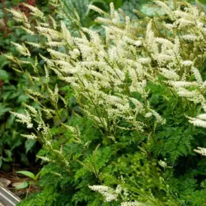 Dwarf Goats Beard